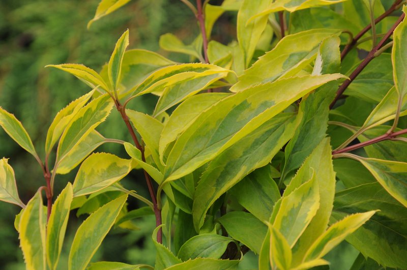 Showy Forsythia photo 7