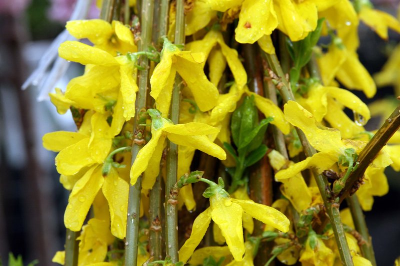 Showy Forsythia photo 8