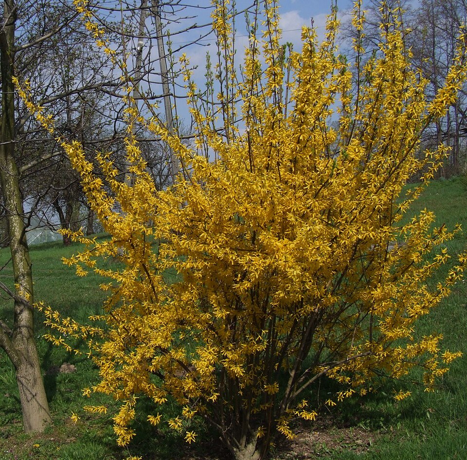 Showy Forsythia