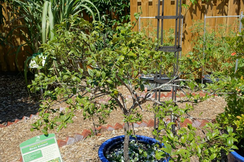 Meiwa Kumquat