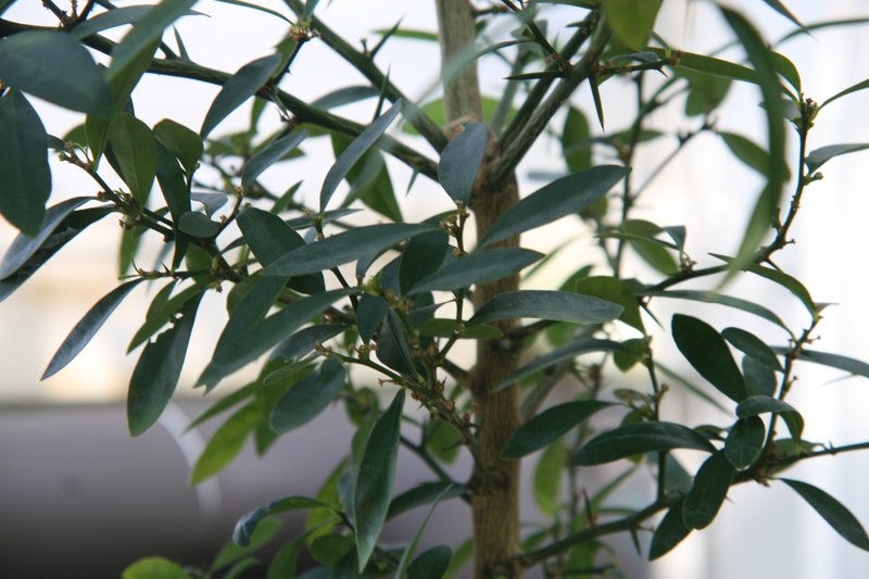 Hong Kong Kumquat