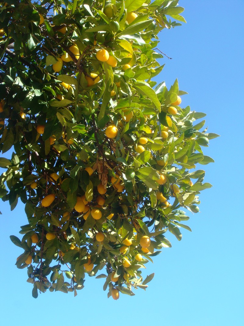 Round Kumquat