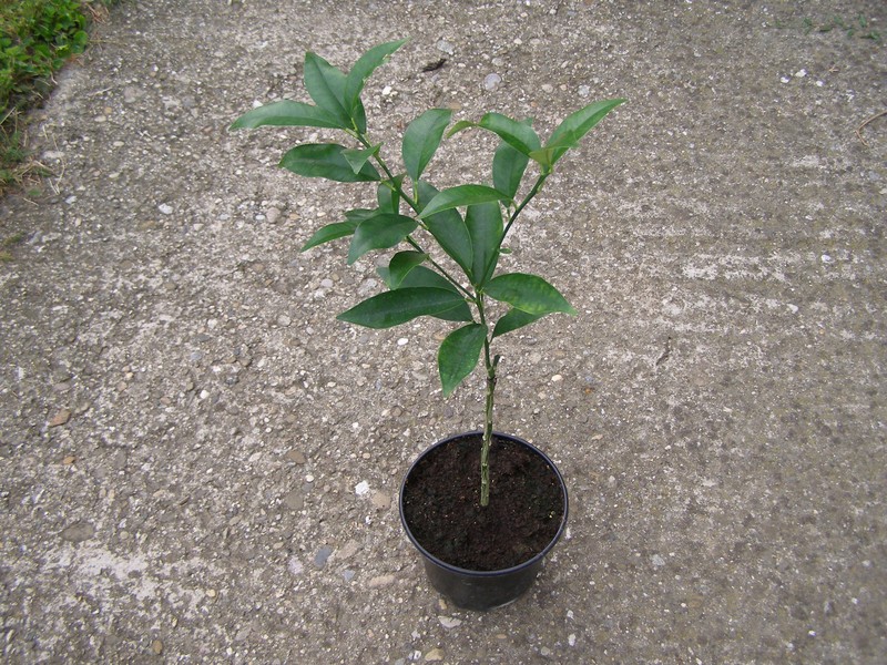 Oval Kumquat