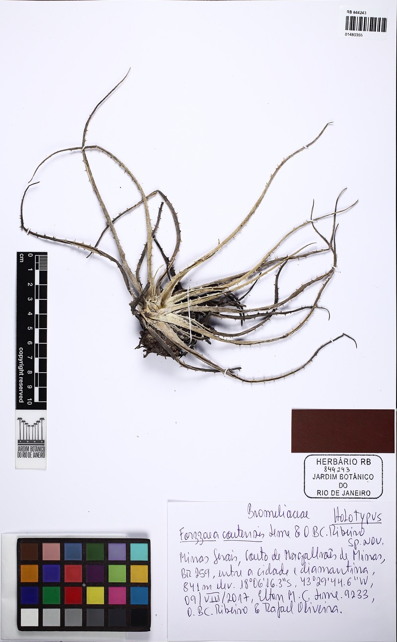 Forzzaea coutensis