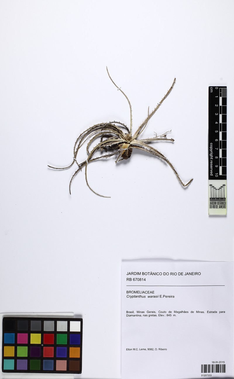 Forzzaea coutensis photo 2