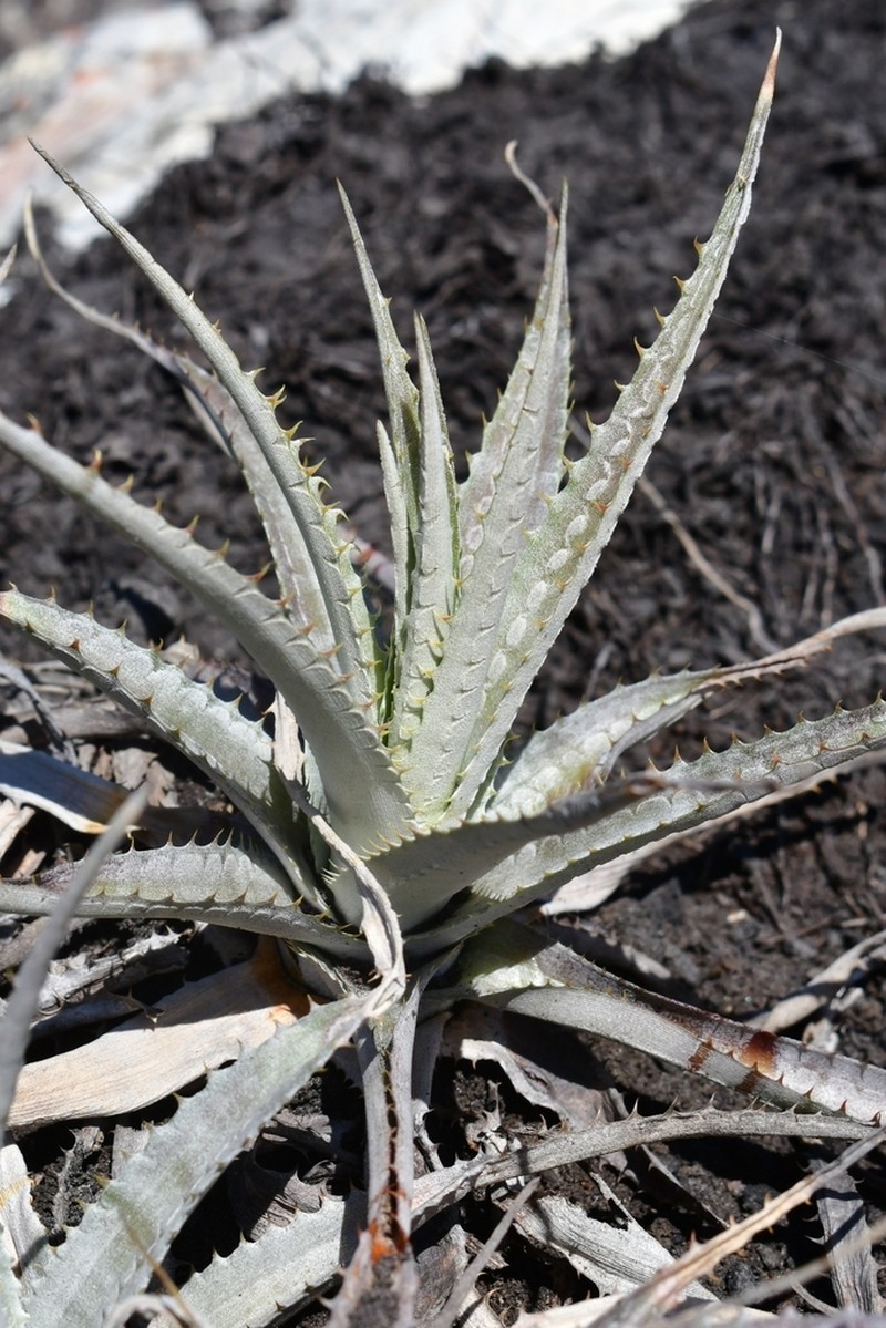 Forzzaea flavipetala