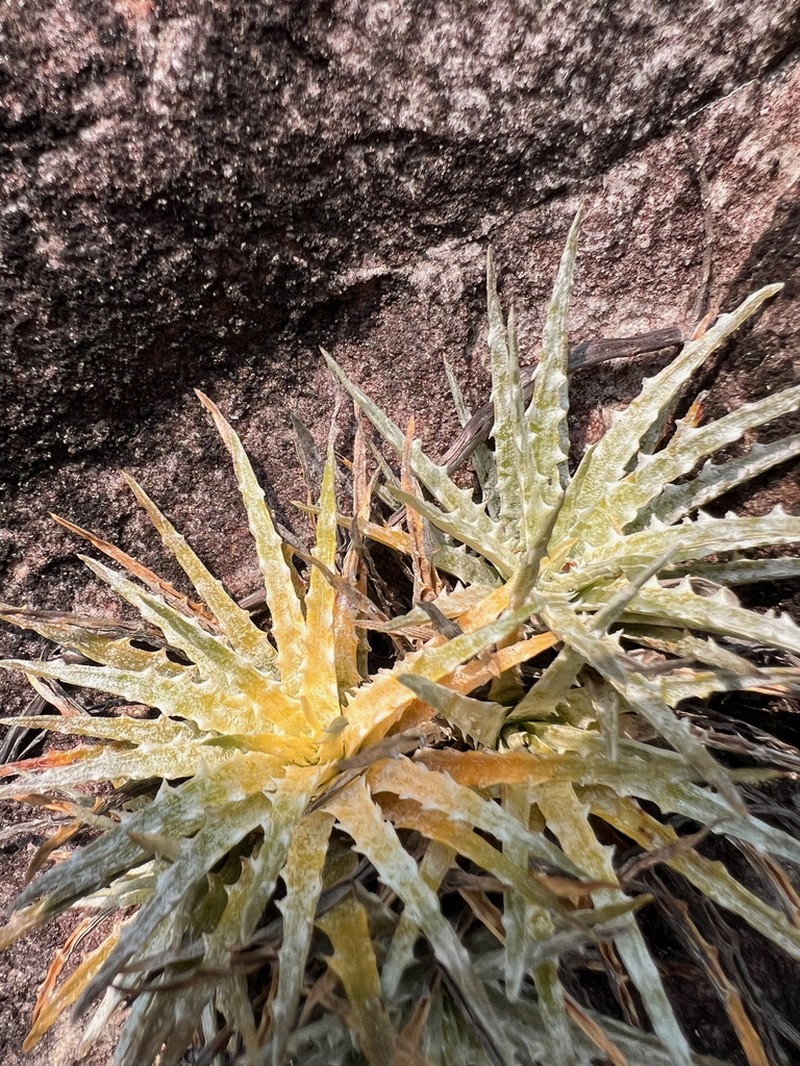 Forzzaea pseudomicra