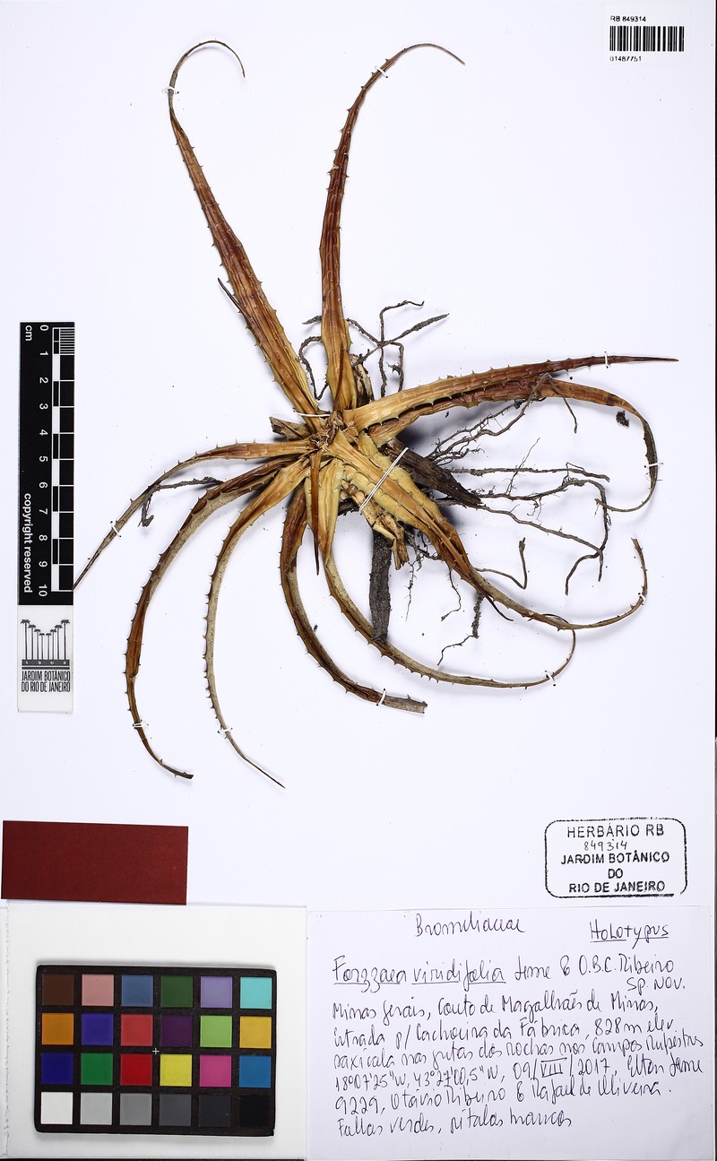 Forzzaea viridifolia
