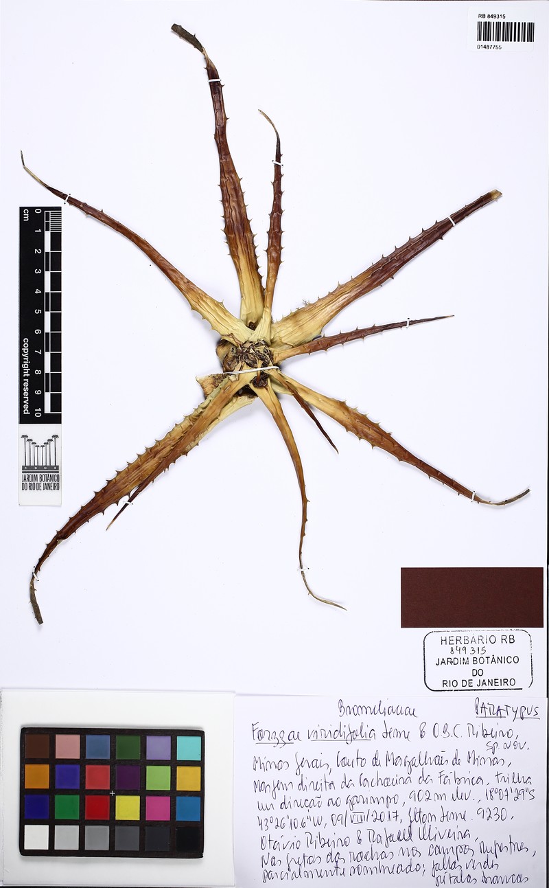 Forzzaea viridifolia photo 2