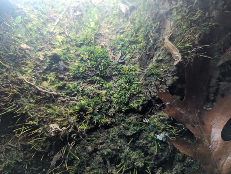 Fossombronia cristula photo 2