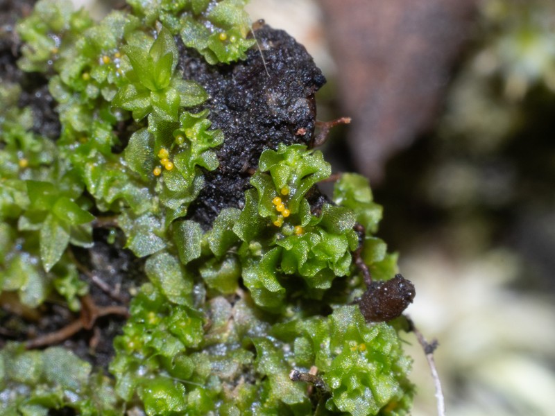 Fossombronia foveolata