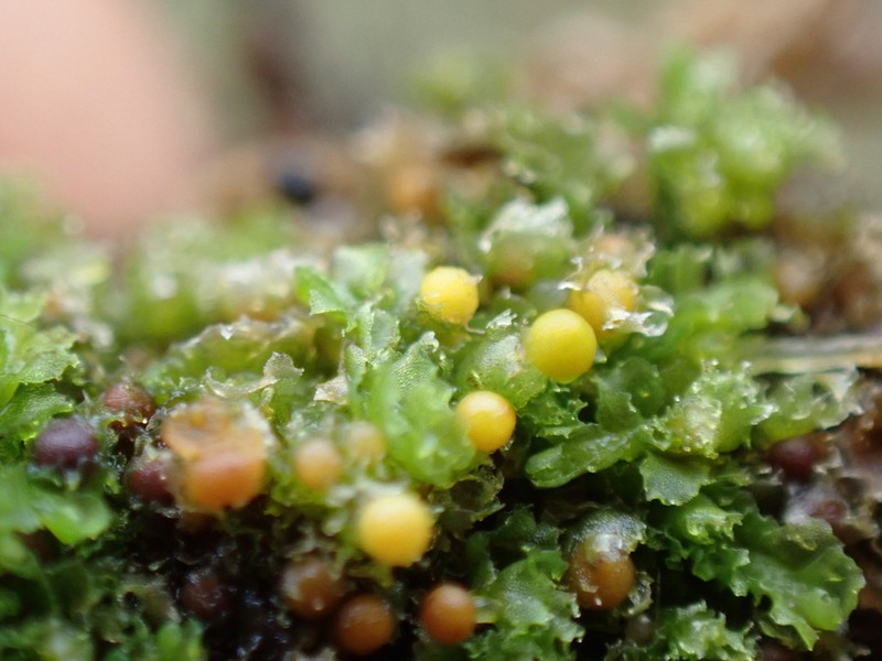 Fossombronia foveolata photo 2