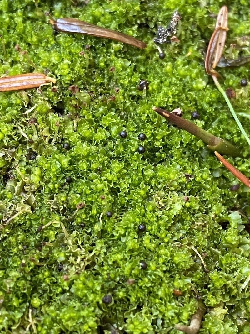 Fossombronia foveolata photo 3
