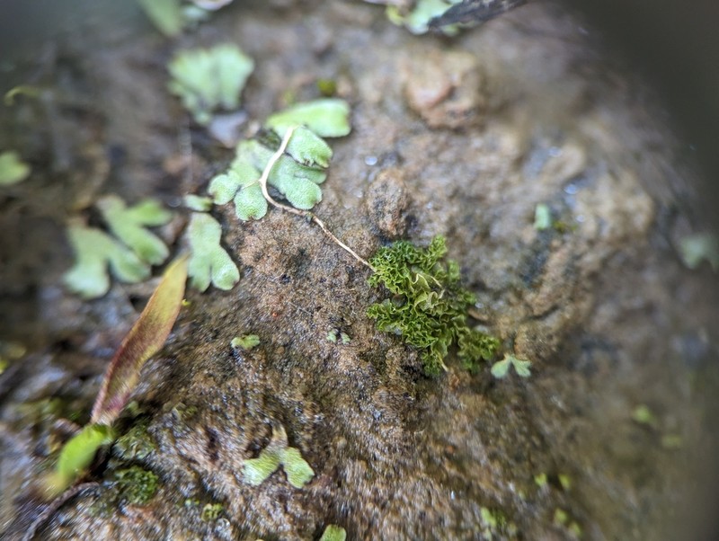 Fossombronia foveolata photo 4