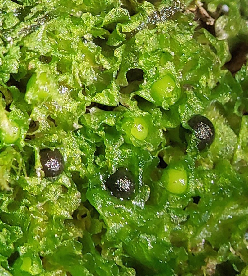 Fossombronia foveolata photo 5
