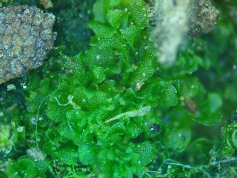 Fossombronia foveolata photo 6