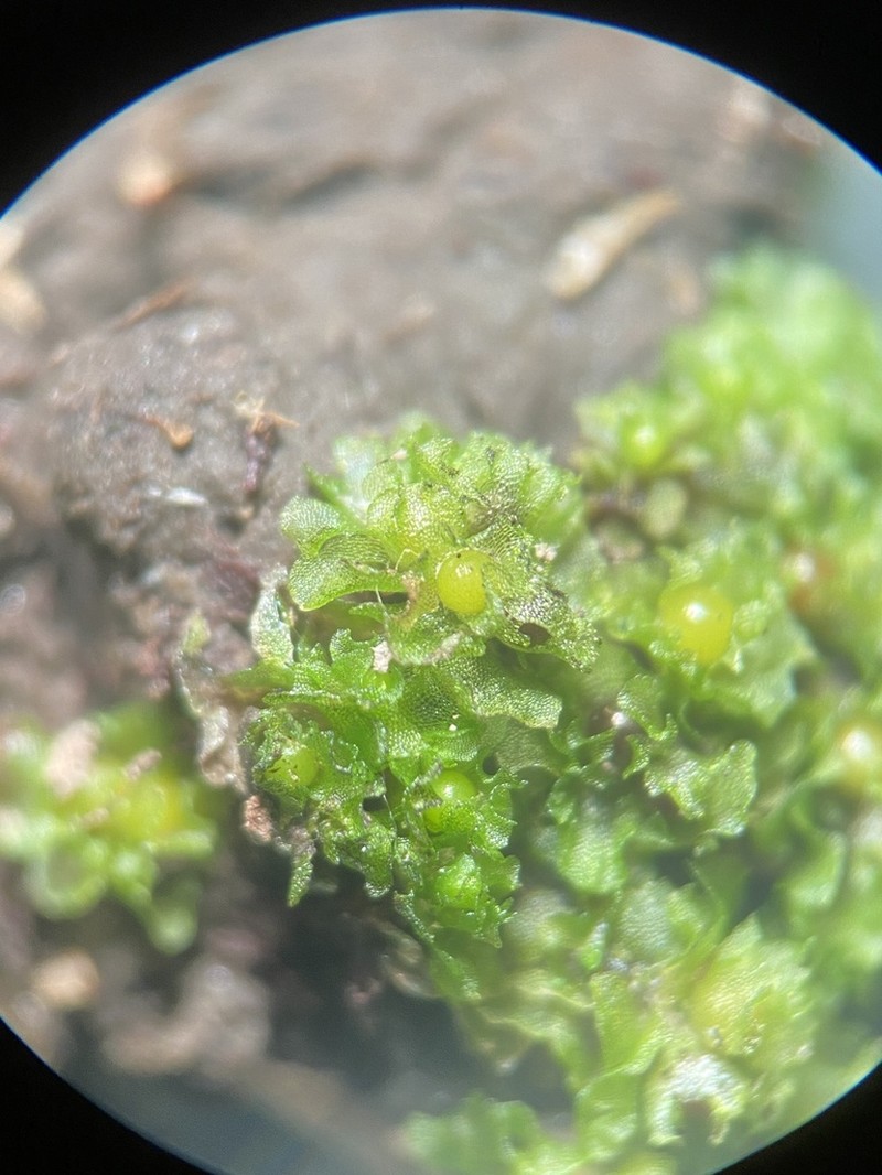 Fossombronia foveolata photo 7