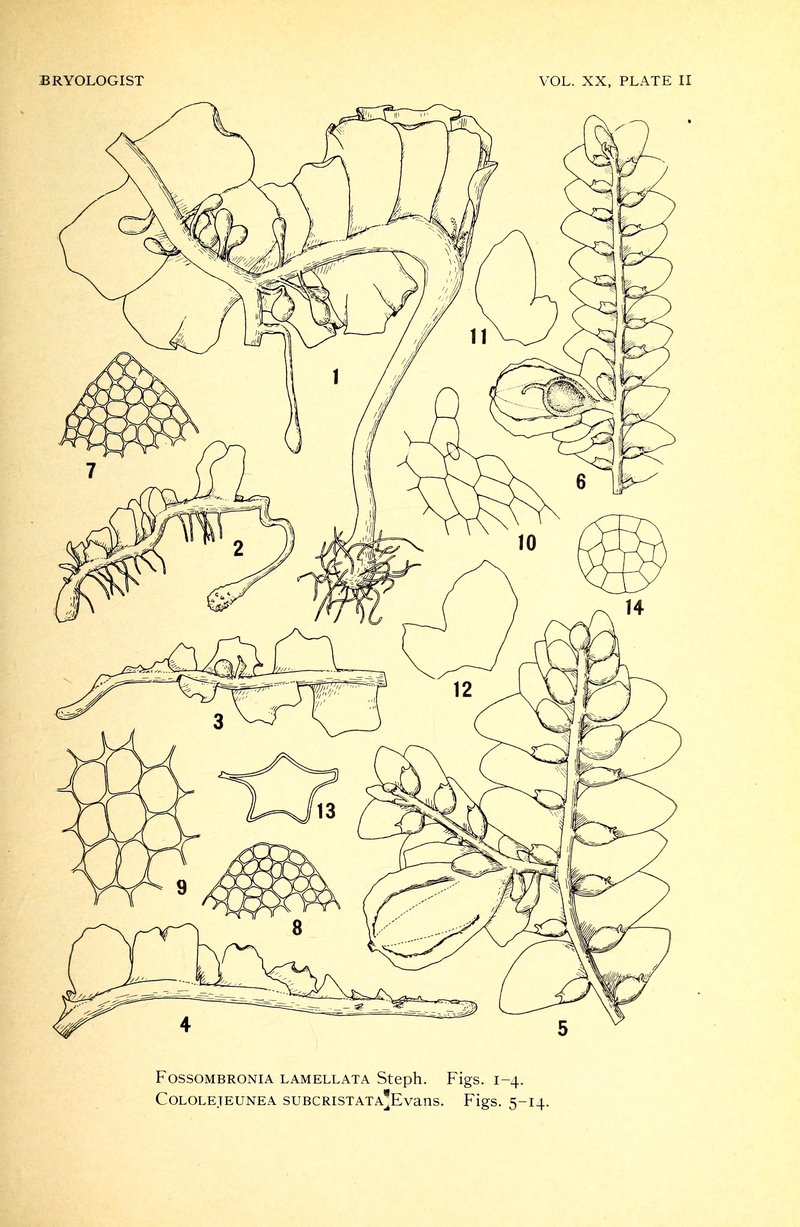 Fossombronia lamellata