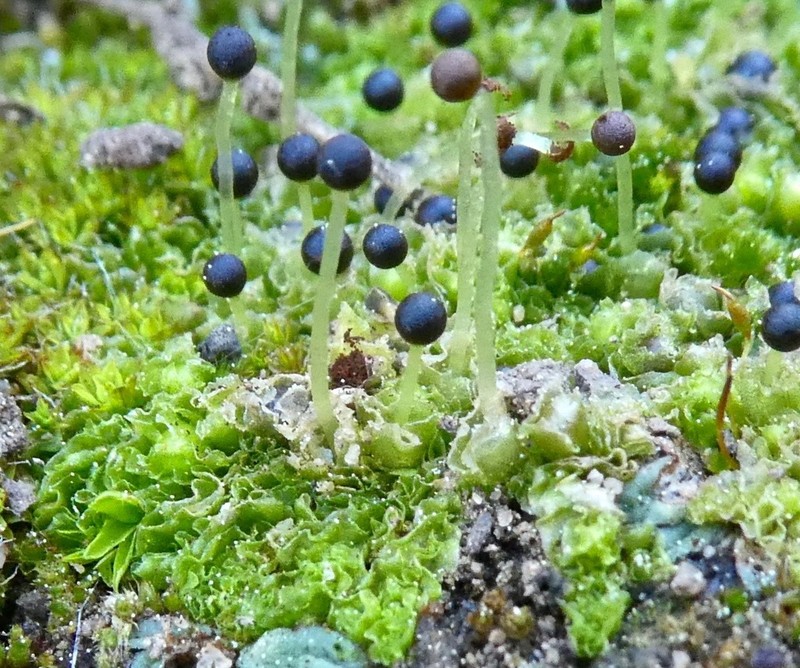 Fossombronia longiseta