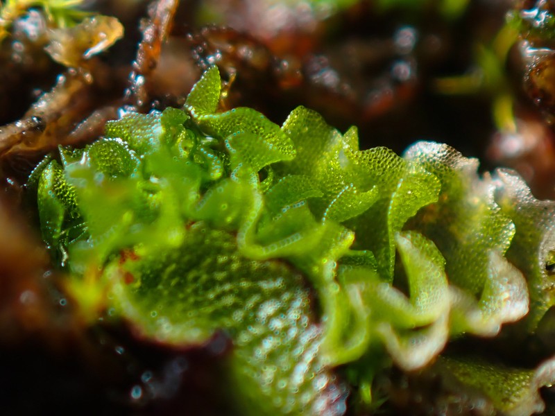 Fossombronia longiseta photo 3