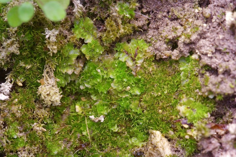 Fossombronia teana
