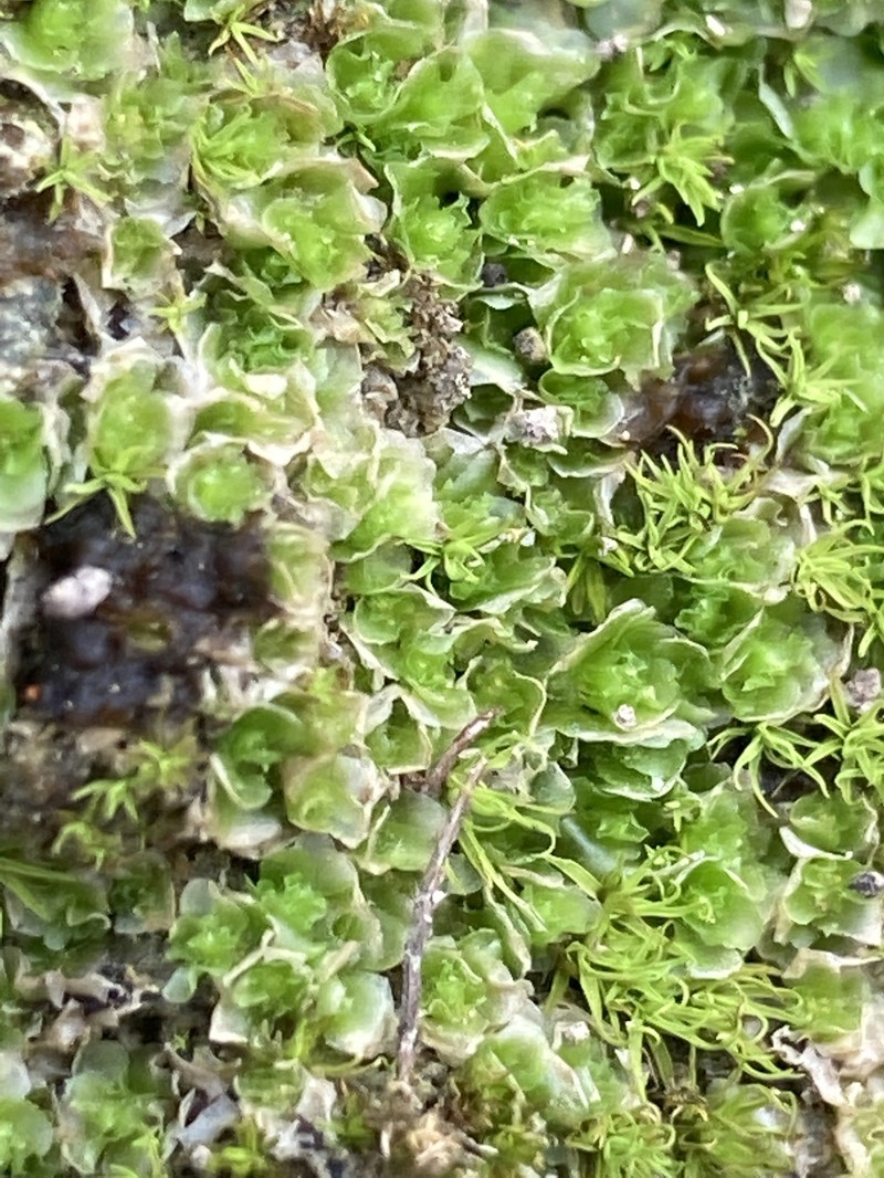 Fossombronia teana photo 4