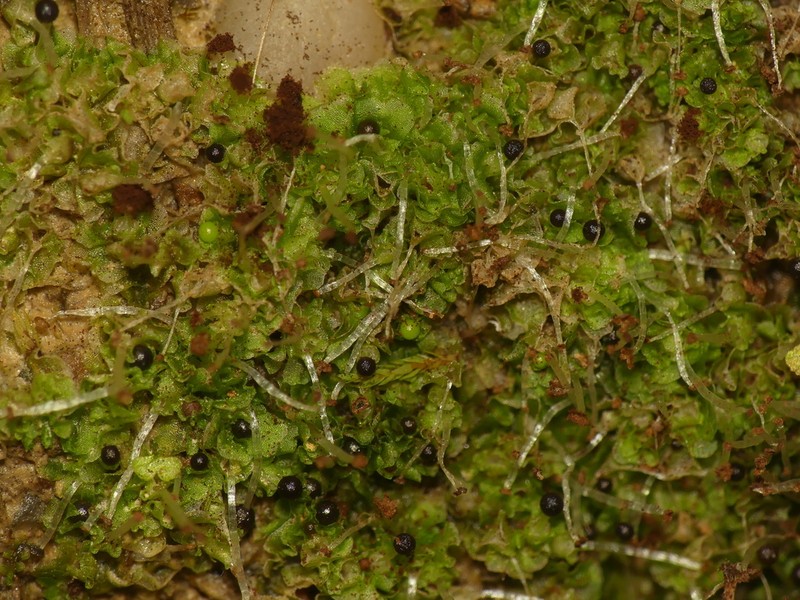 Fossombronia wondraczekii photo 2