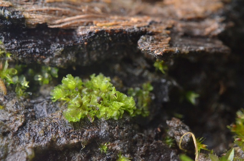 Fossombronia wondraczekii photo 5
