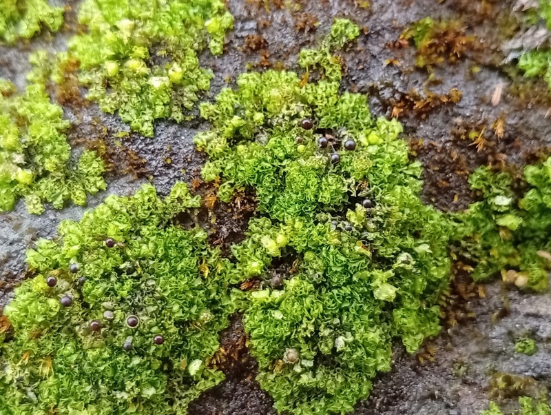 Fossombronia wondraczekii photo 6