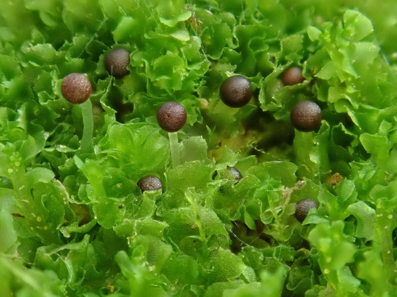Fossombronia wondraczekii photo 7