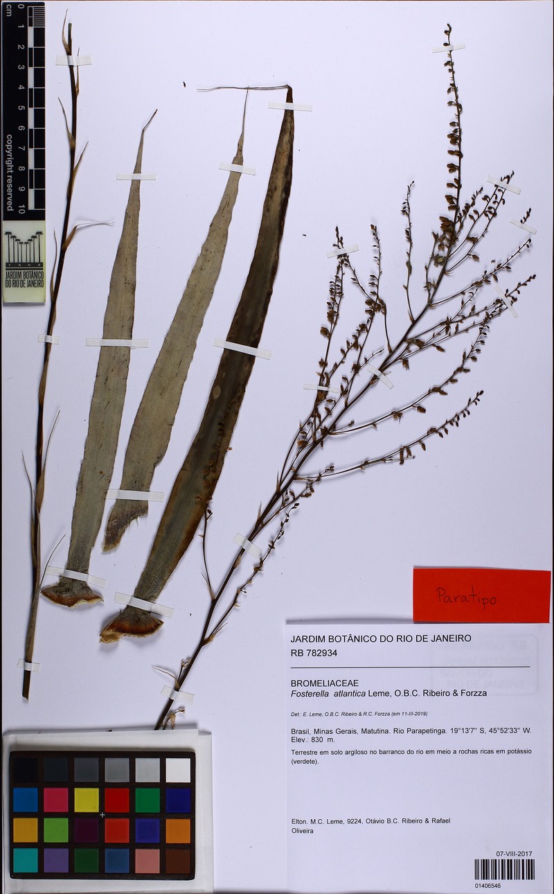 Fosterella atlantica