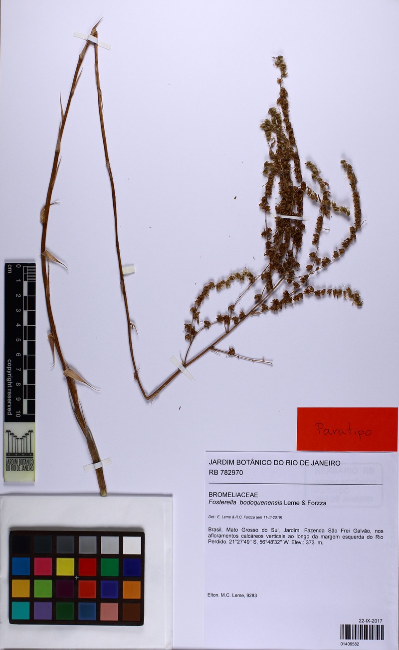 Fosterella bodoquenensis