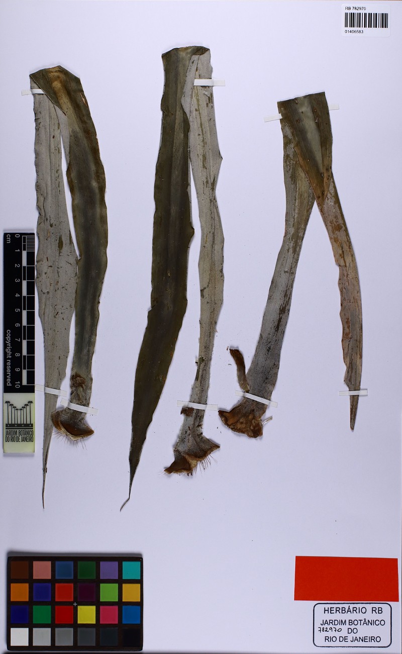 Fosterella bodoquenensis photo 2