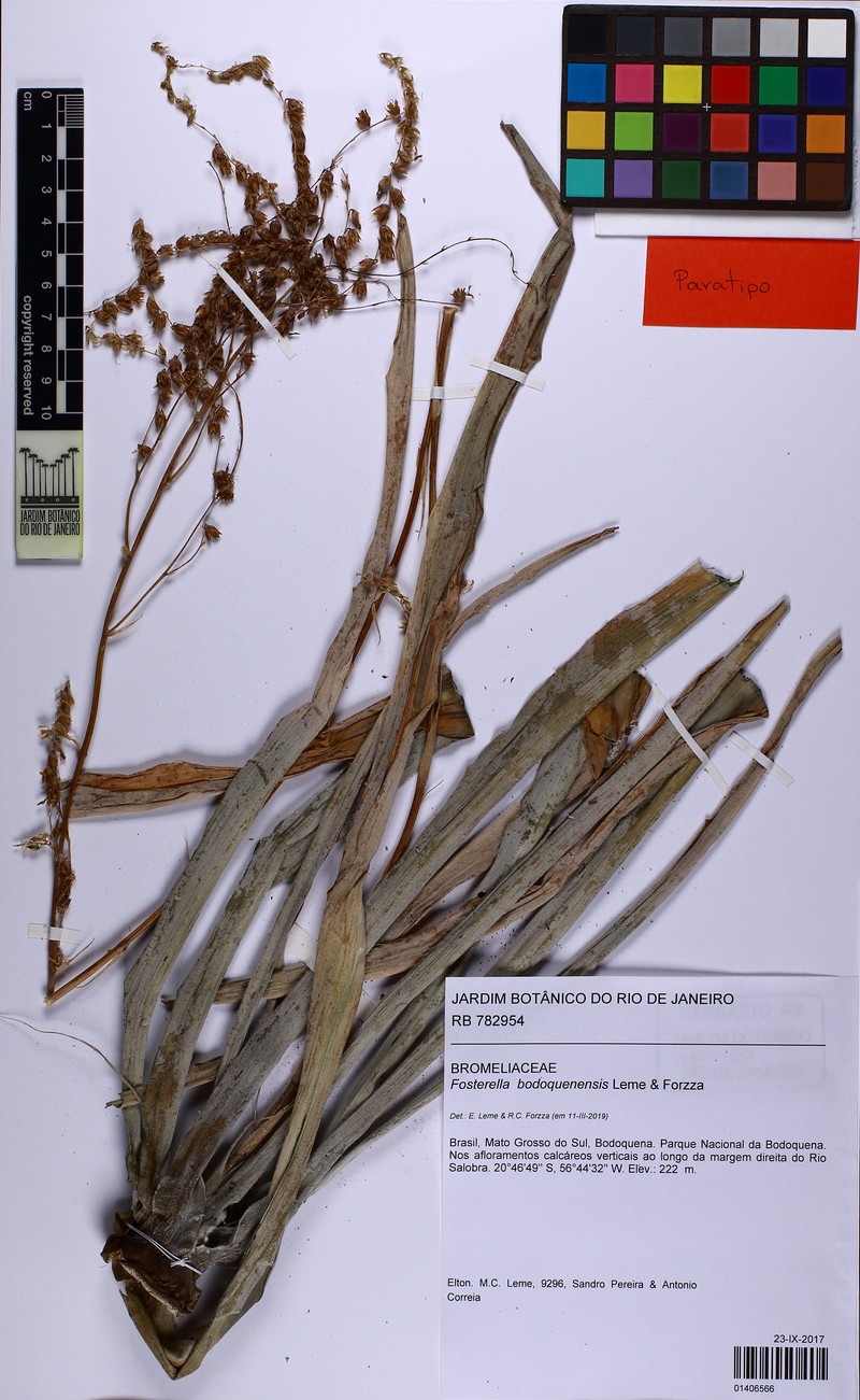 Fosterella bodoquenensis photo 3