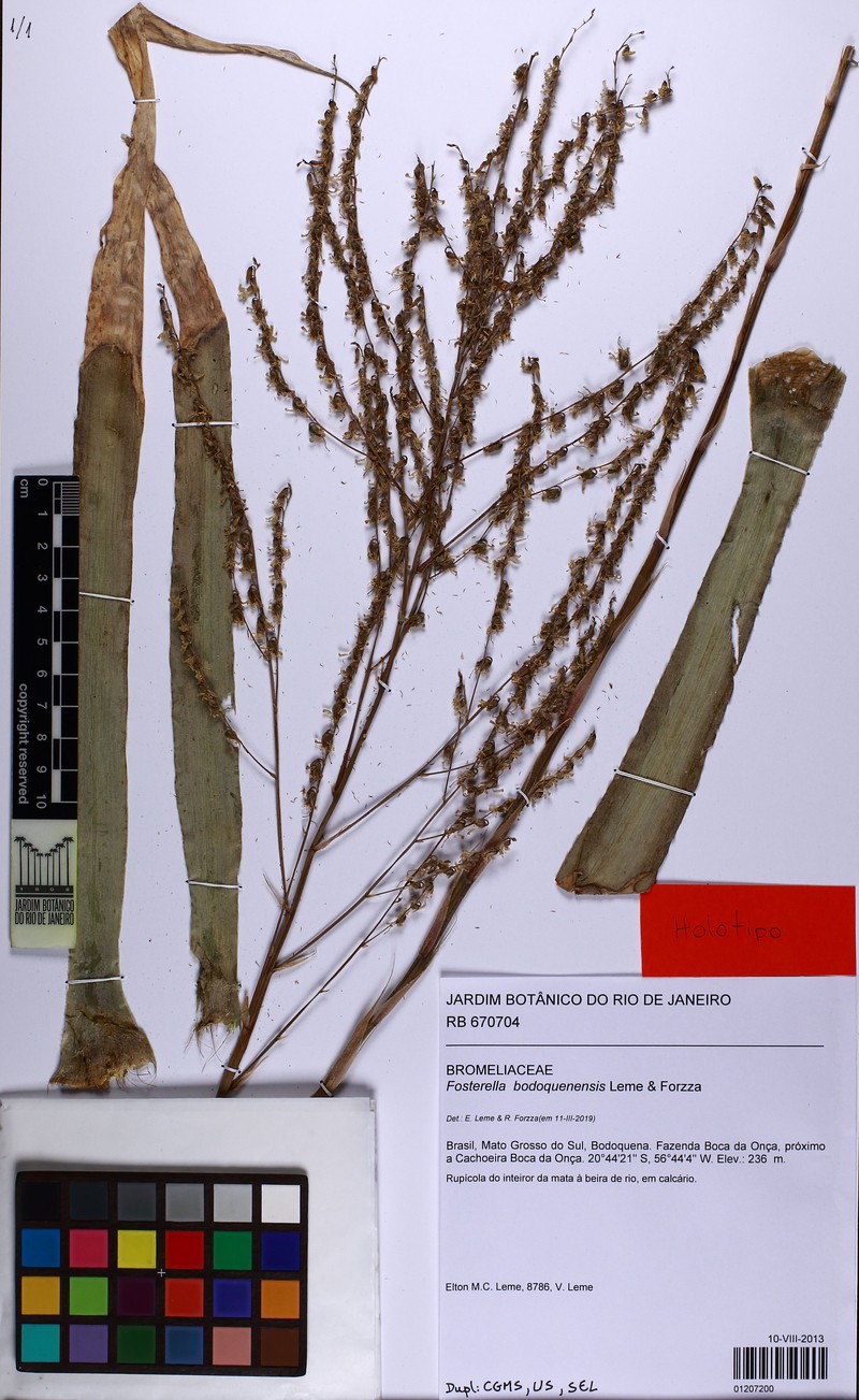 Fosterella bodoquenensis photo 4