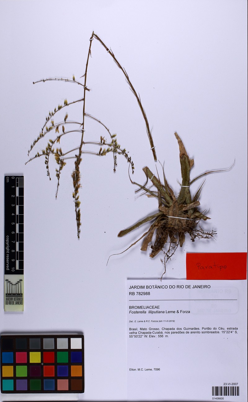 Fosterella lilliputiana