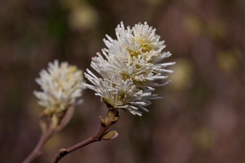 Fothergilla milleri