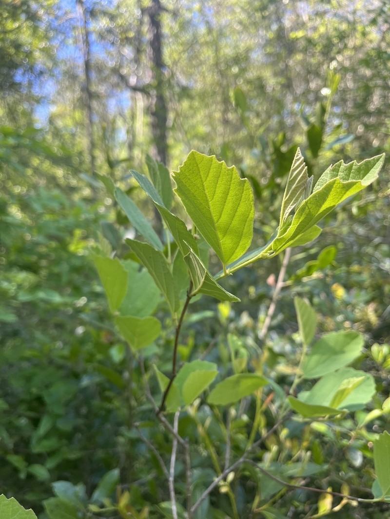 Fothergilla milleri photo 2