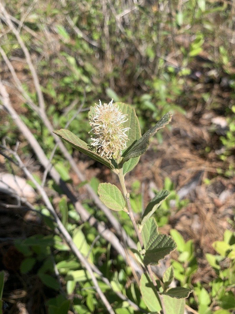 Fothergilla milleri photo 3