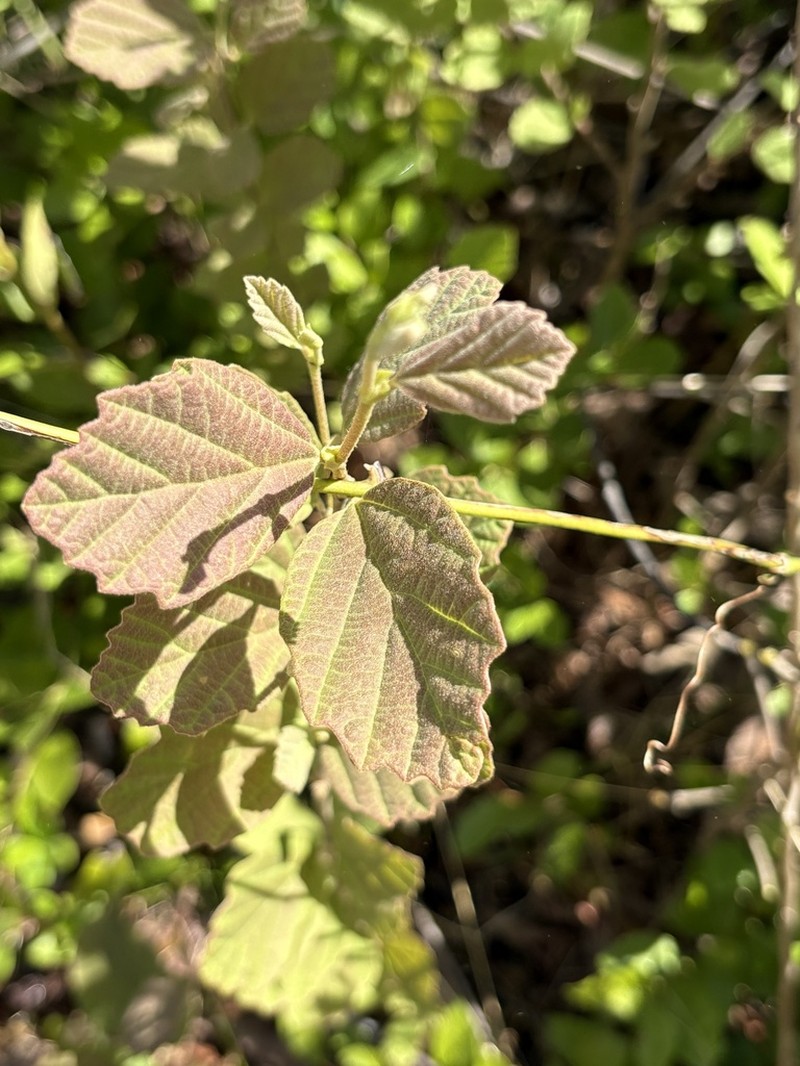 Fothergilla milleri photo 4