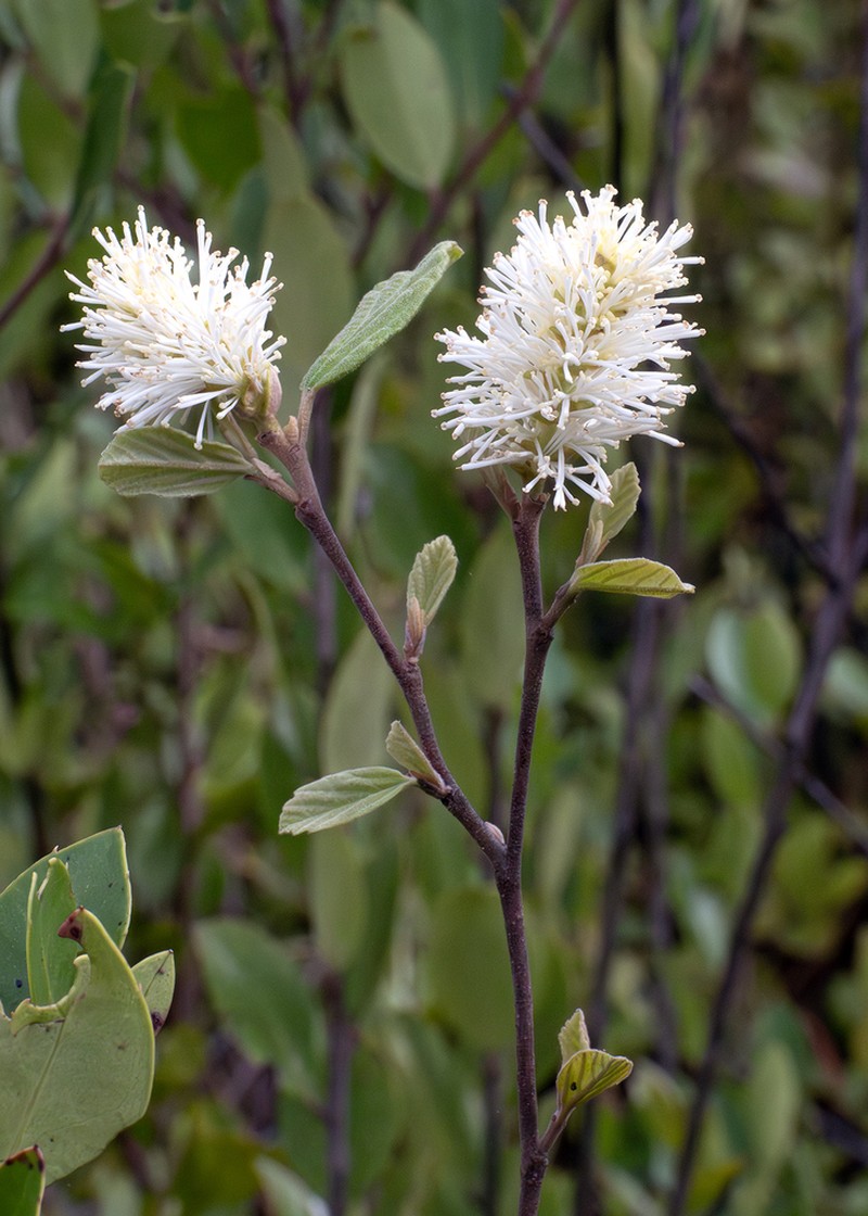 Fothergilla milleri photo 5