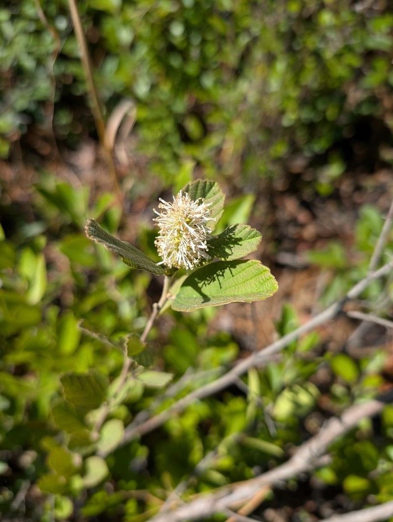 Fothergilla milleri photo 6