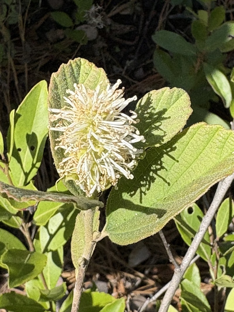 Fothergilla milleri photo 7