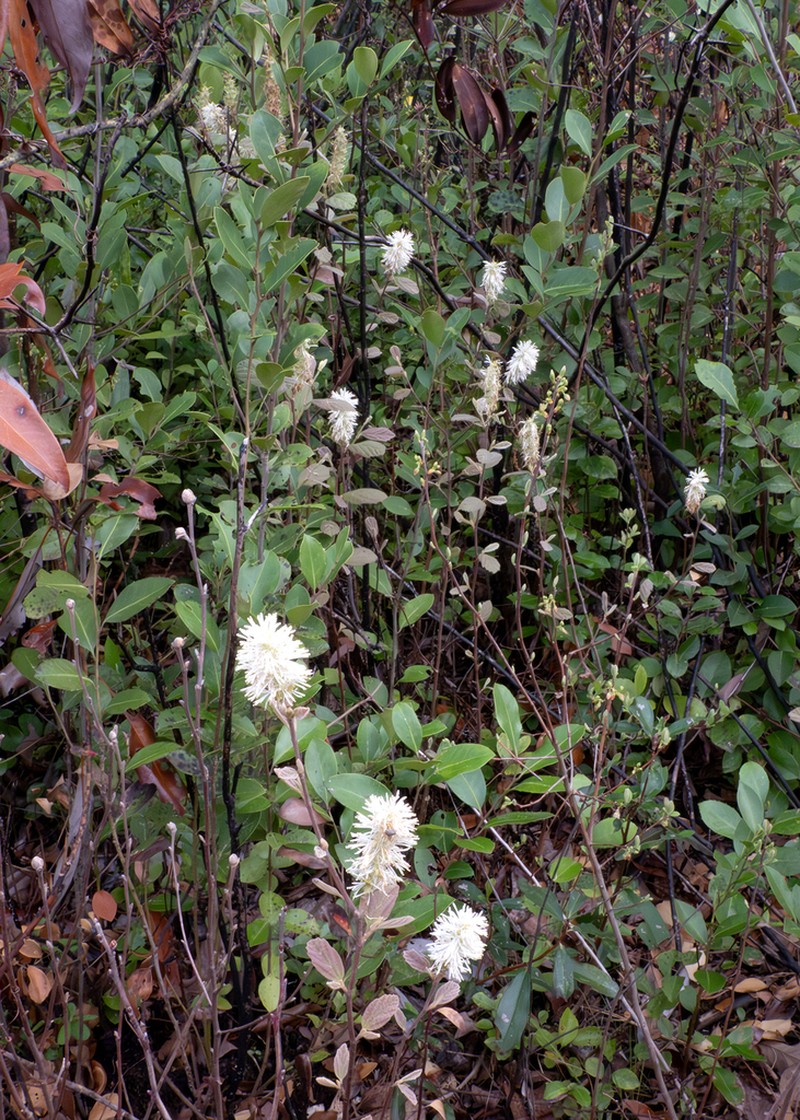 Fothergilla milleri photo 8