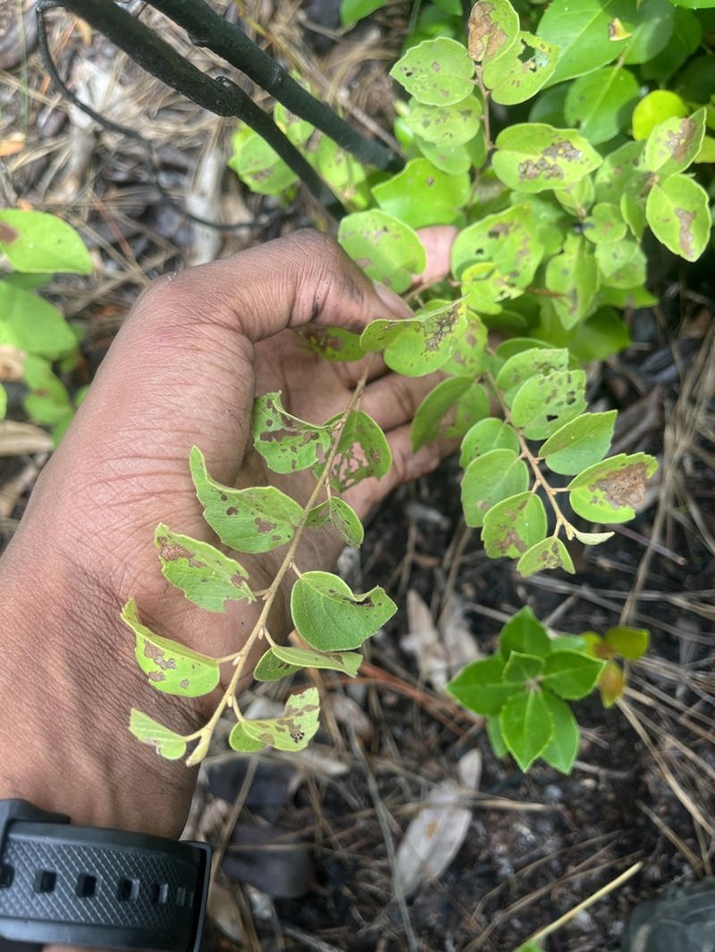 Fothergilla parvifolia