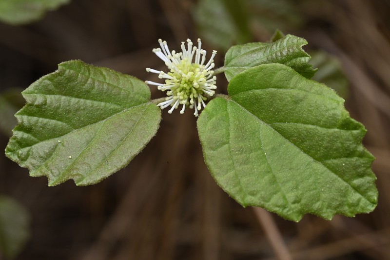Fothergilla parvifolia photo 2
