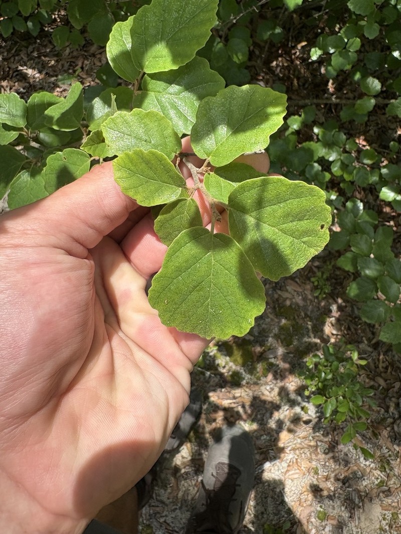 Fothergilla parvifolia photo 4
