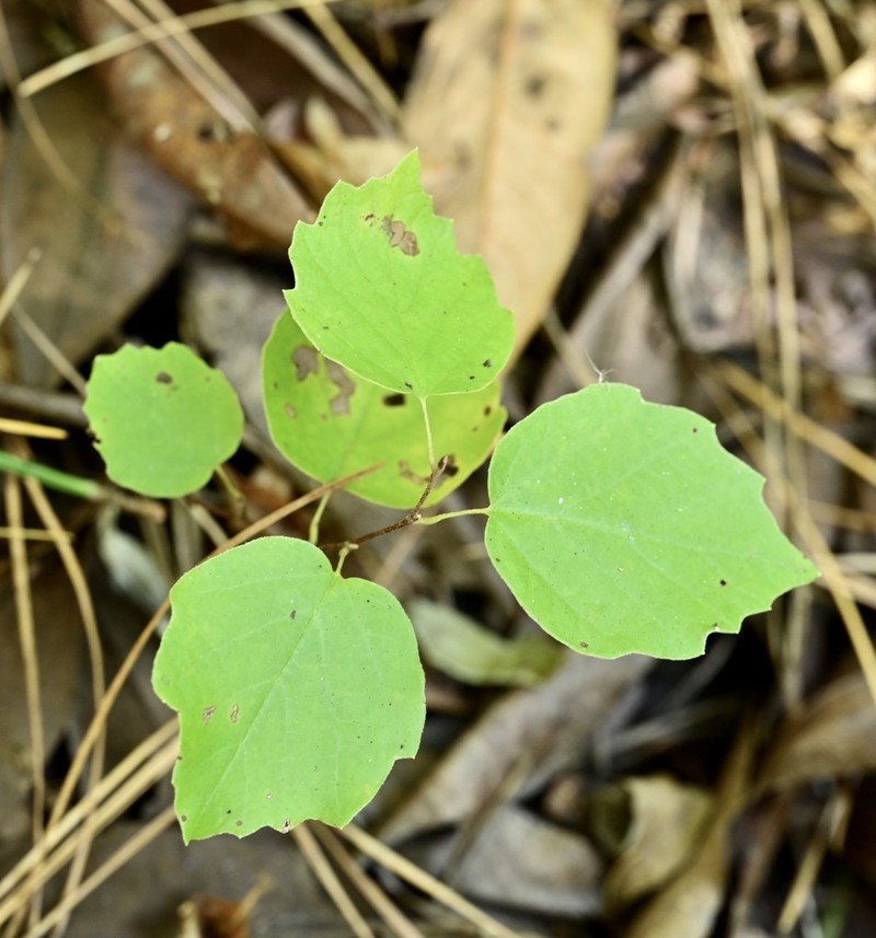 Fothergilla parvifolia photo 6