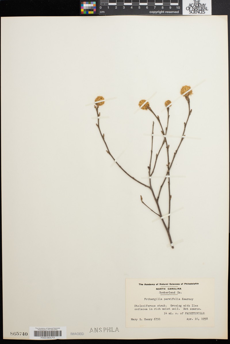 Fothergilla parvifolia photo 7
