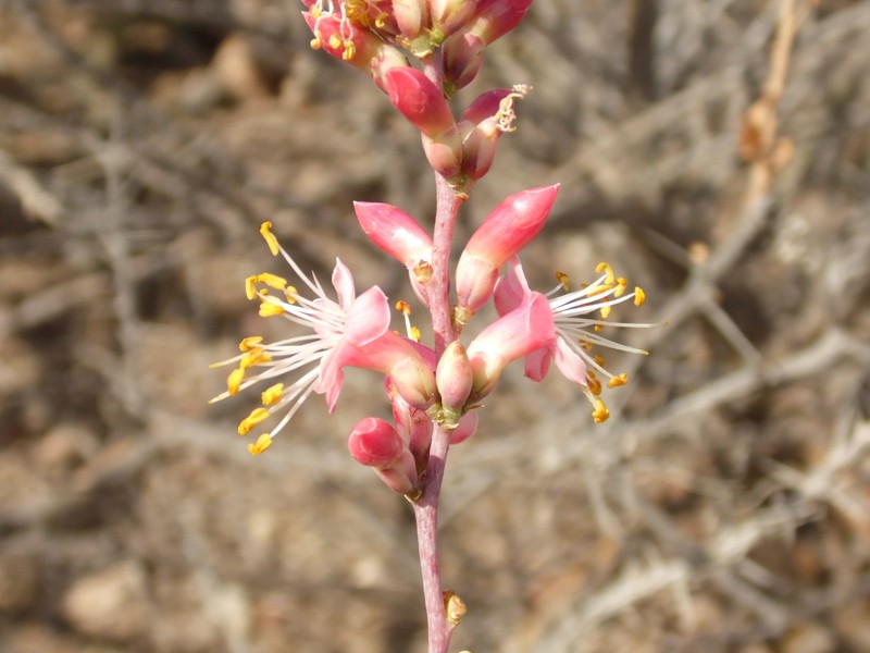 Fouquieria burragei
